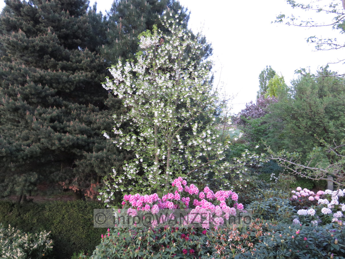 Halesia monticola - Sol 05.JPG